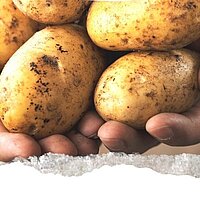 Kartoffel-Aktion 2022
